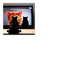 Developer's avatar